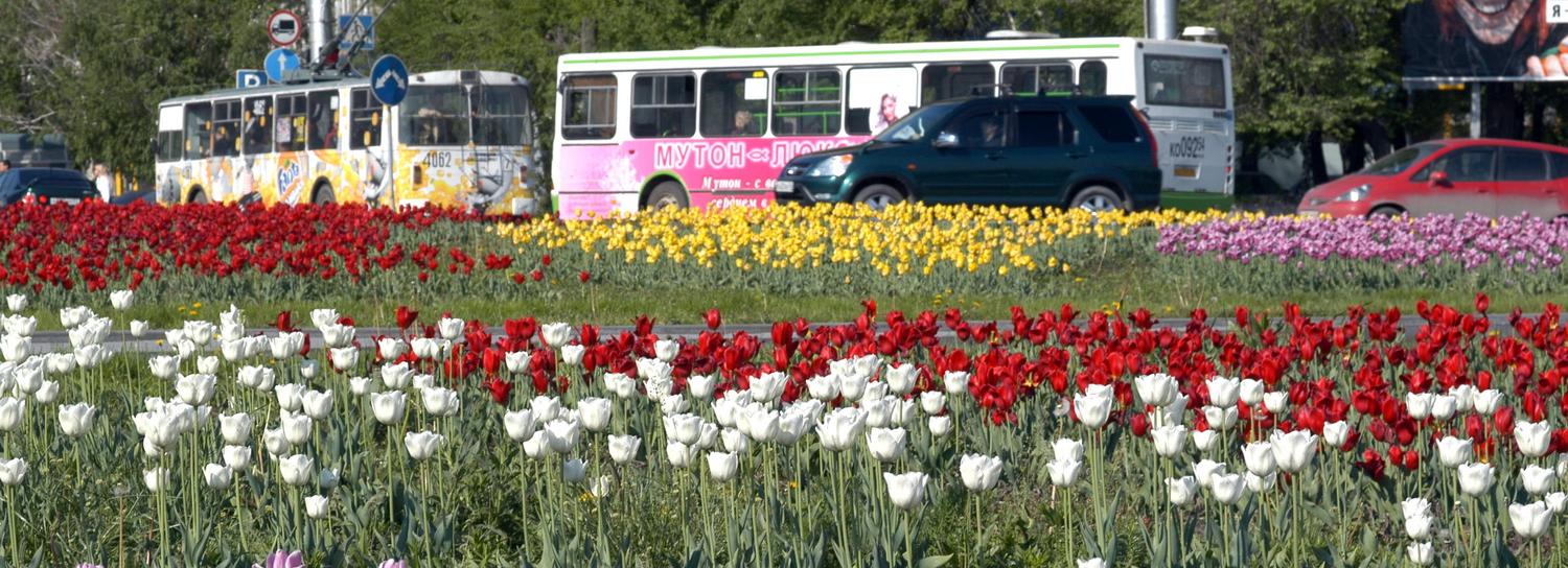 Ковром многолетних растений покроют Новосибирск