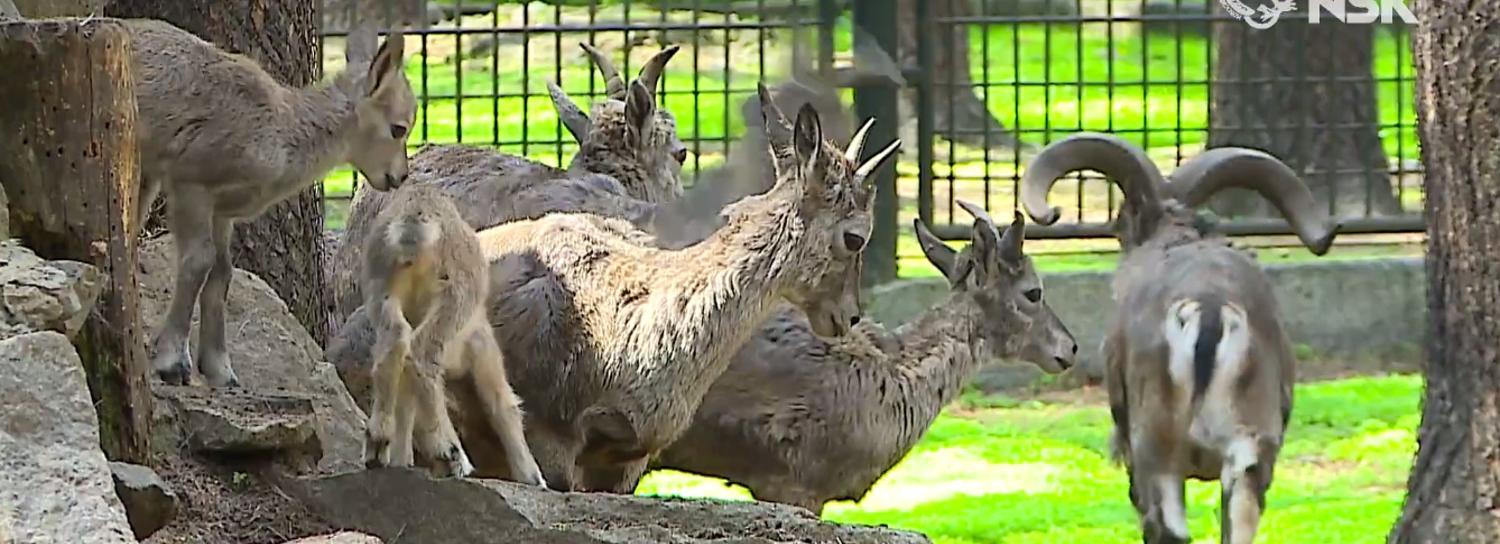 Винторогие козлята и голубые бараны родились в Новосибирском зоопарке