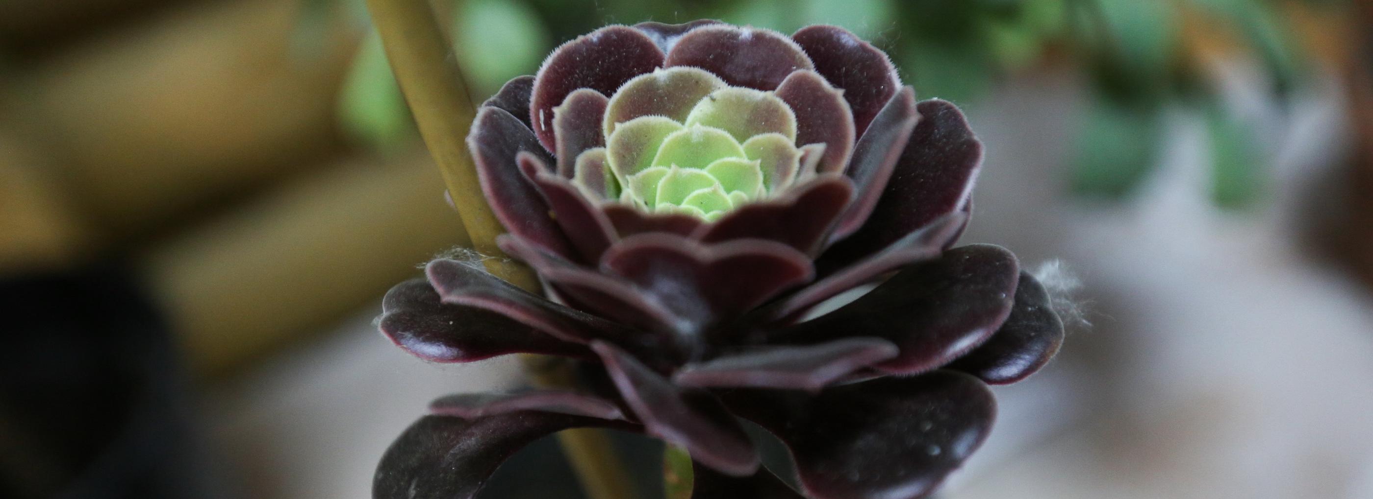 Папоротники и хойи: редкие комнатные растения покажут в «Дачной академии»