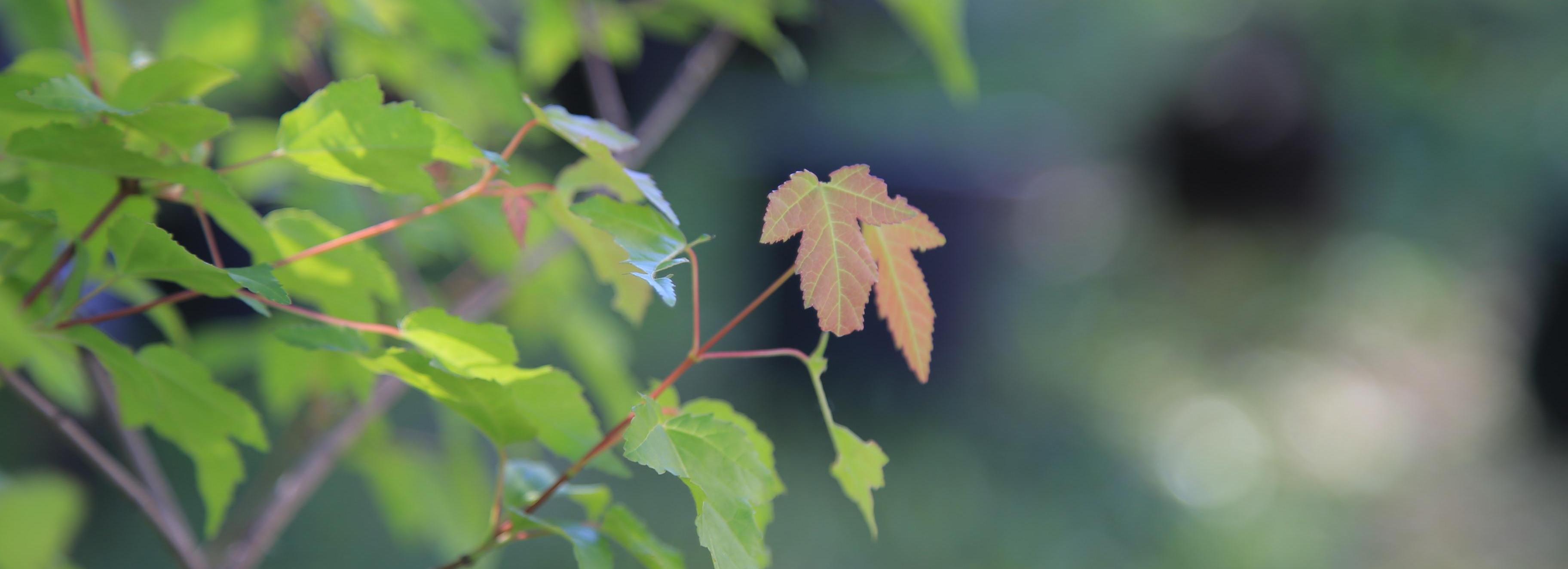700 клёнов Гиннала и 100 елей купит новосибирский Горзеленхоз