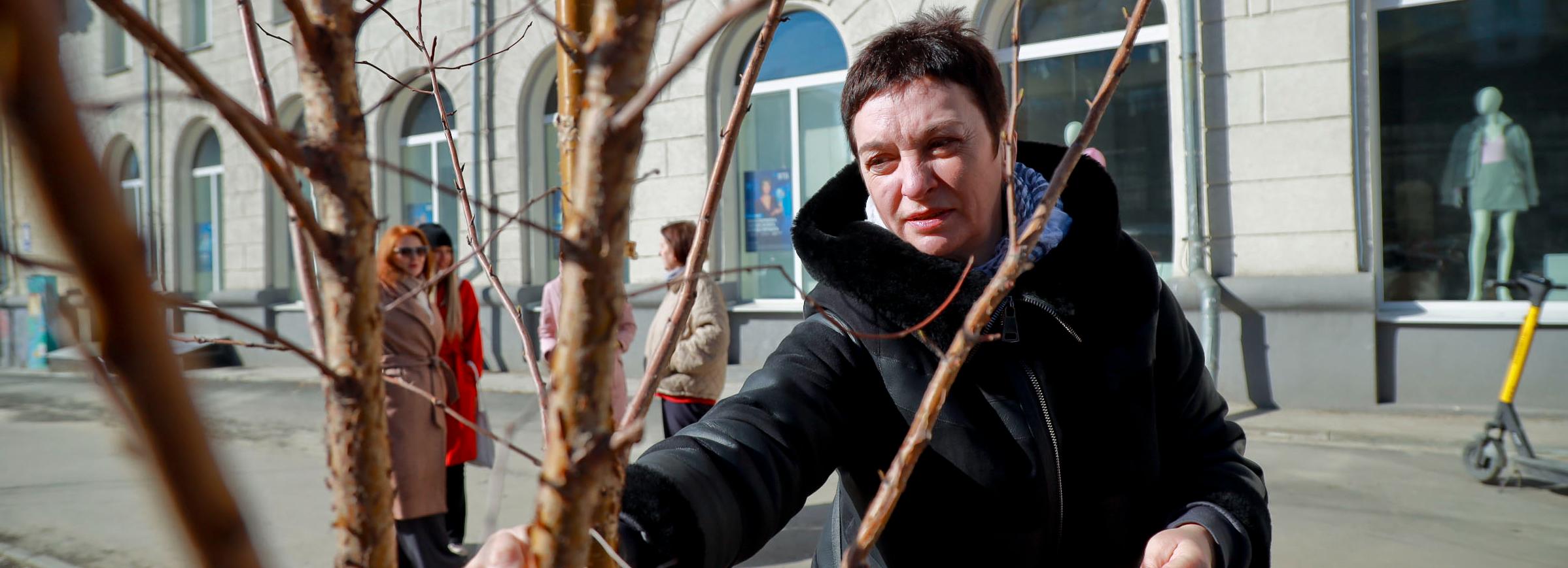 Молодые деревья на Урицкого пережили зиму без больших потерь