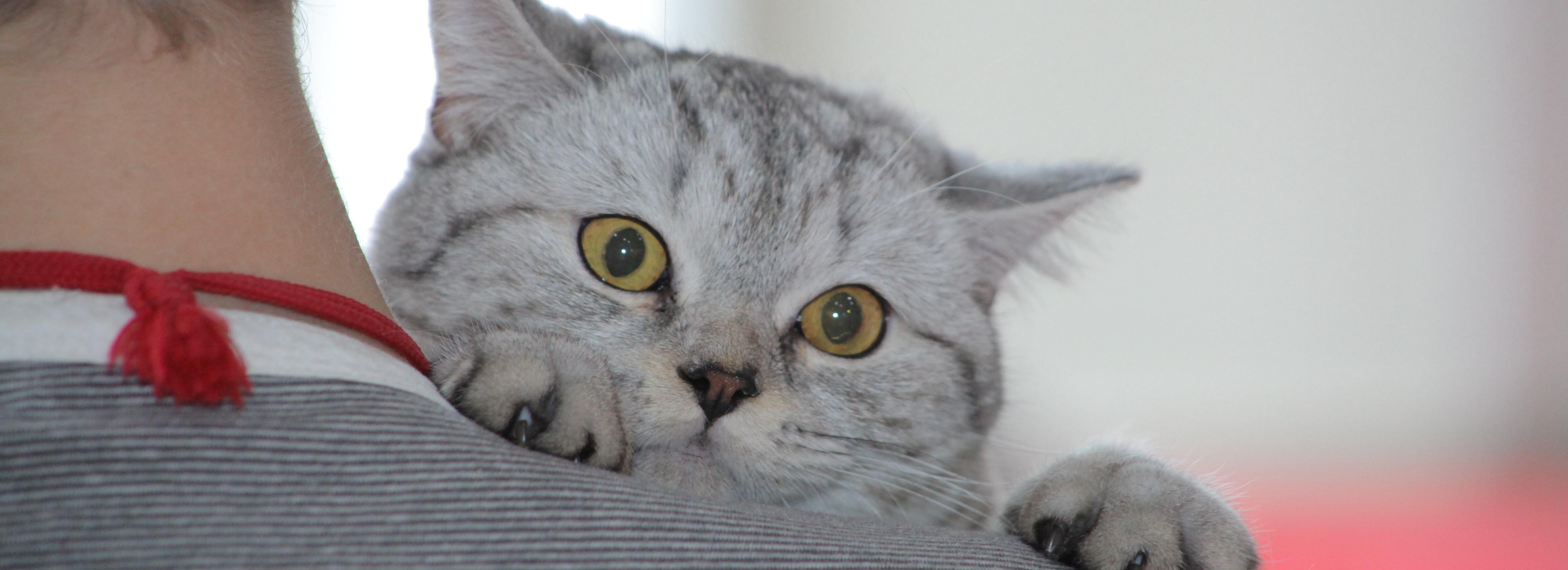 28 резинок для волос извлекли из желудка кота в Новосибирске