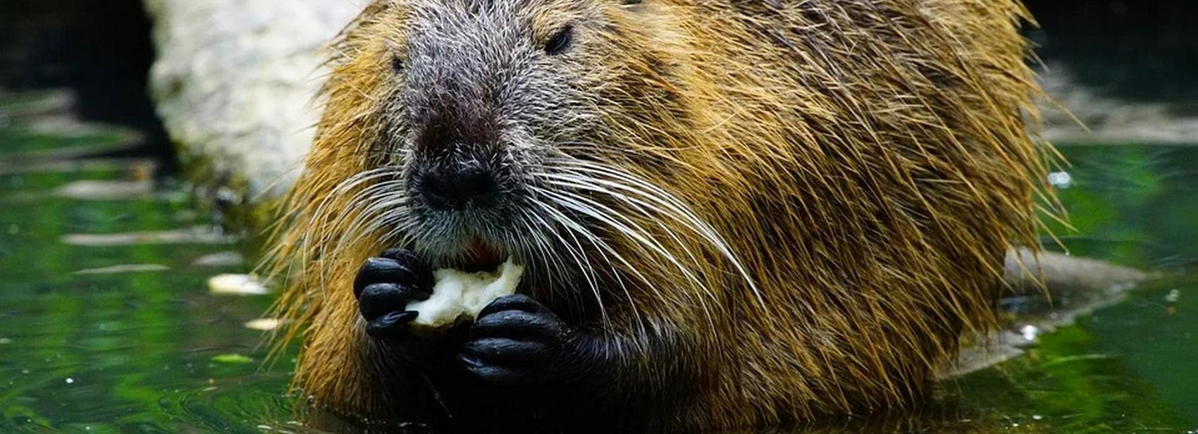 Спасатели Новосибирска освободили бобра, попавшего в капкан