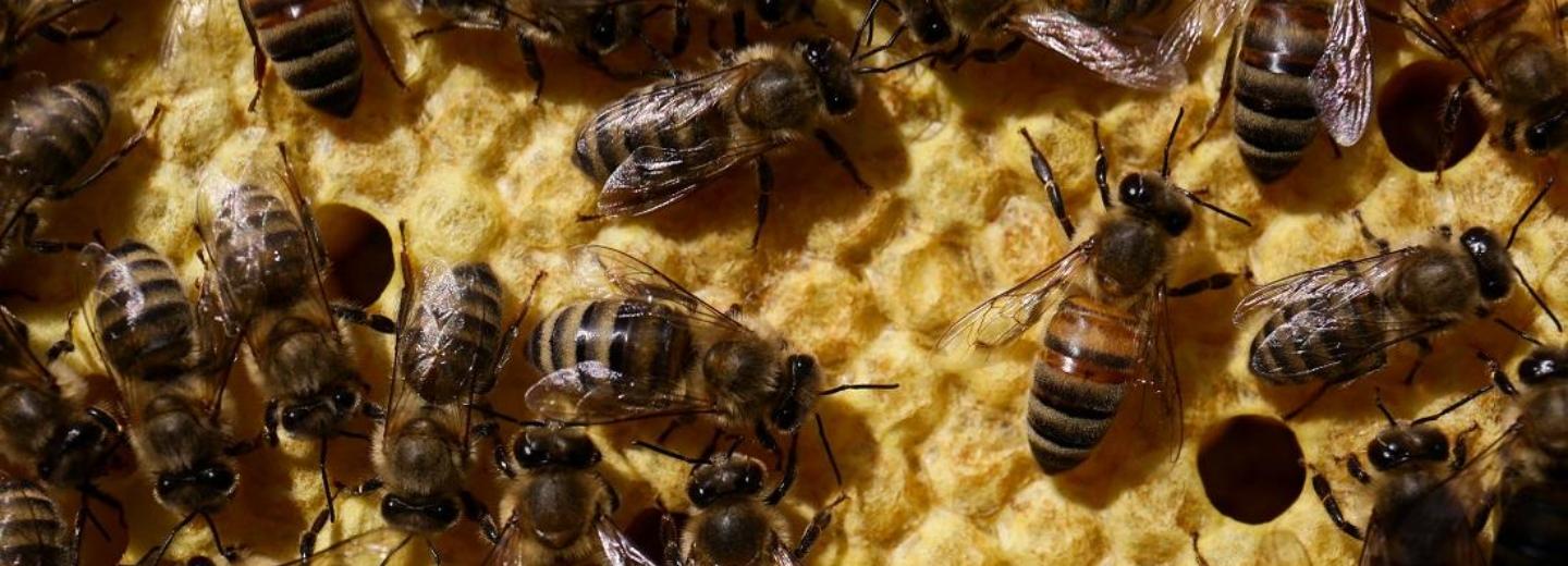 Первую в сезоне посылку с племенными пчёлами отправили из Новосибирска