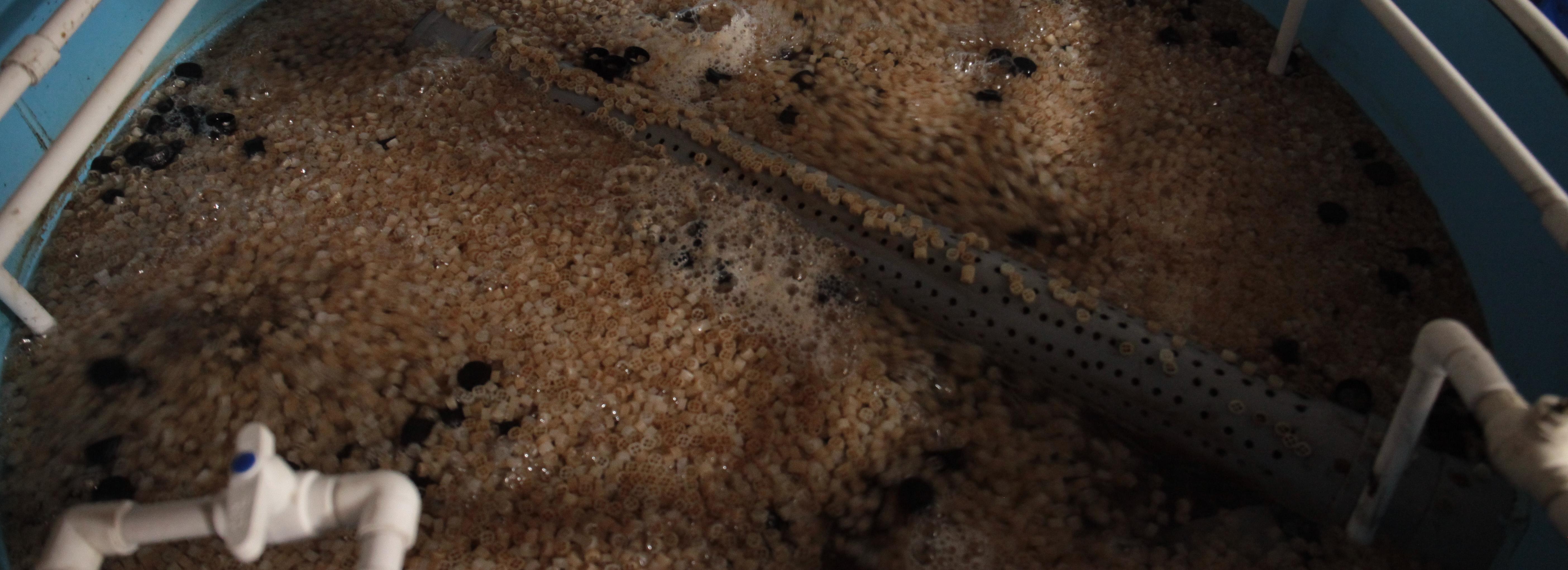 Открытие завода кормов для форели под Новосибирском перенесли на 2026 год