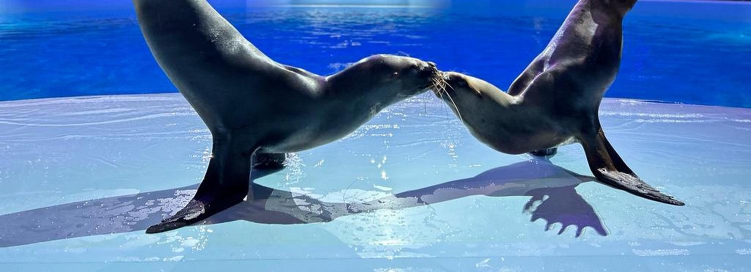 Стальная морская львица Лили появилась в новосибирском дельфинарии