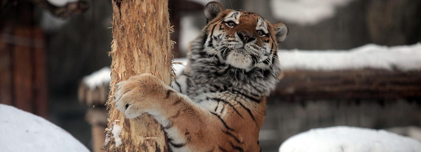 Новосибирский зоопарк будет работать на час дольше по будням