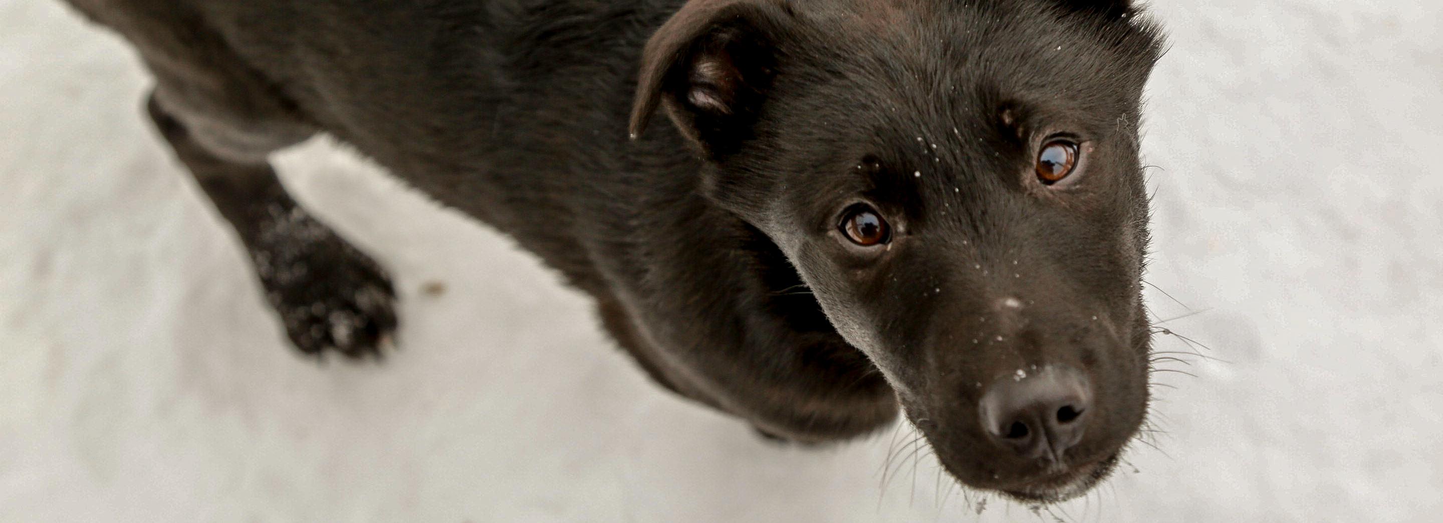 Лучший мой подарочек: новосибирцы забрали домой пять бродячих дворняжек