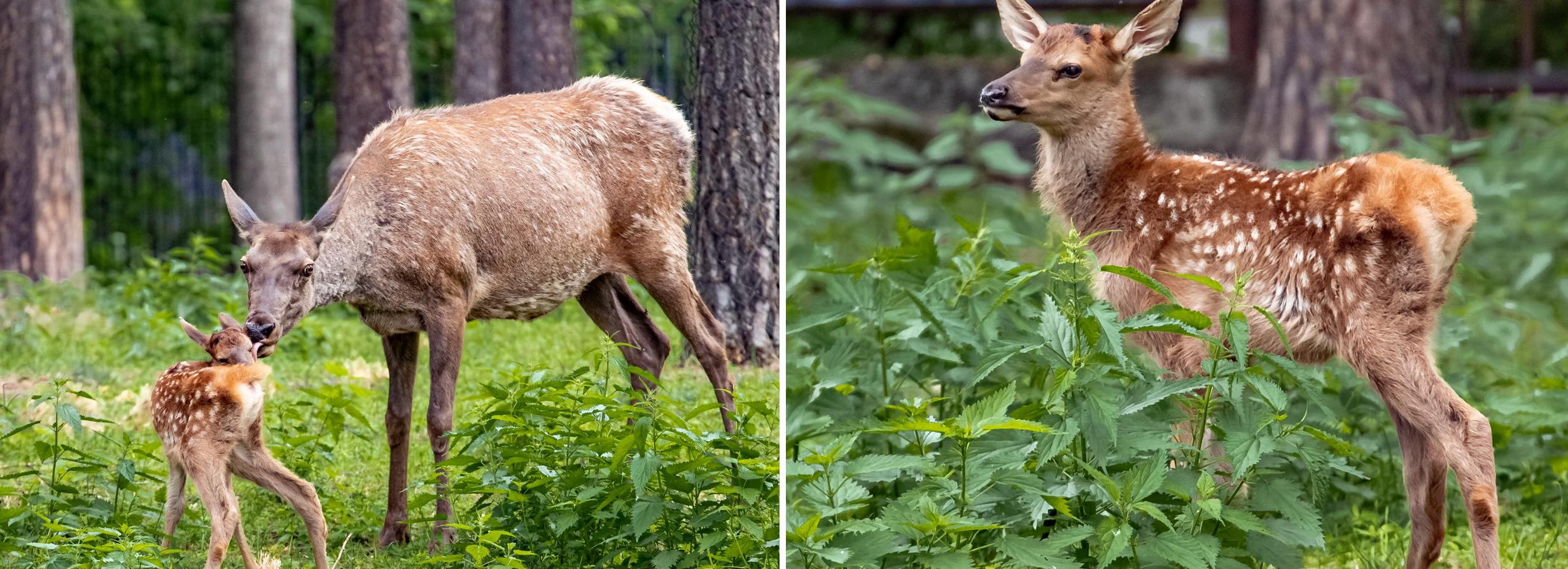 Пятнистые оленята родились в Новосибирском зоопарке