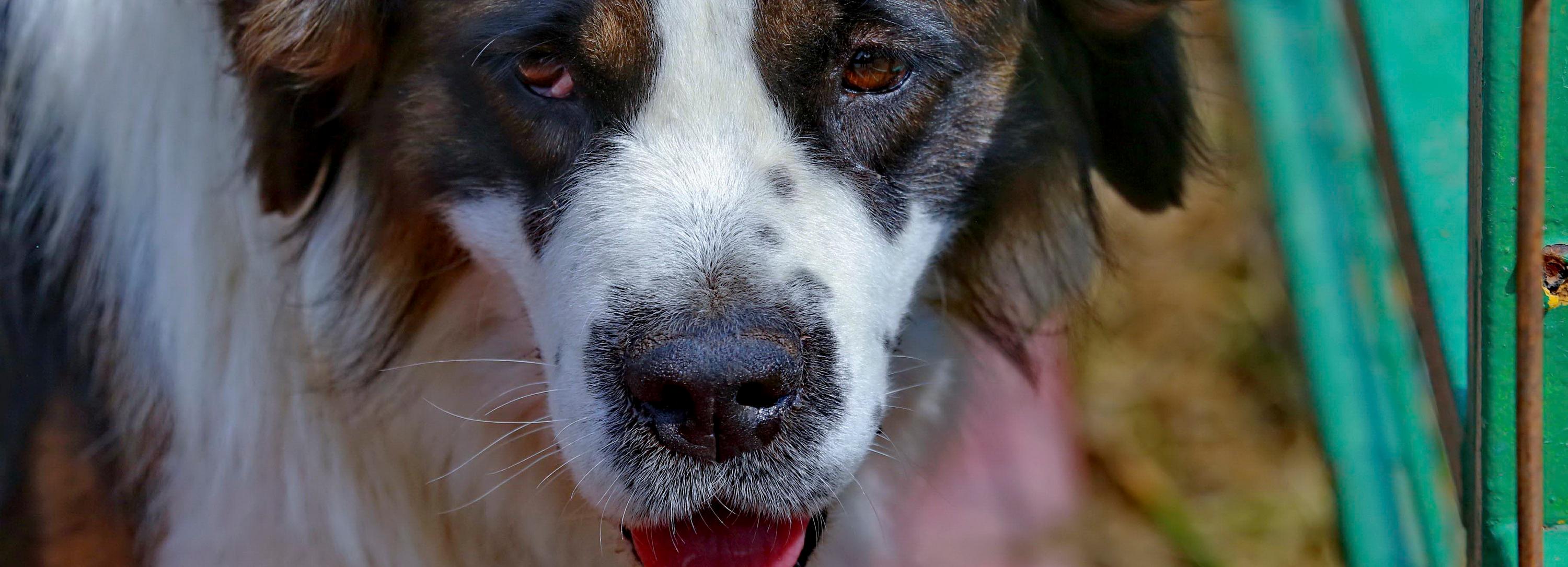 Куда сообщить о стае бродячих собак в Новосибирске — горячий телефон