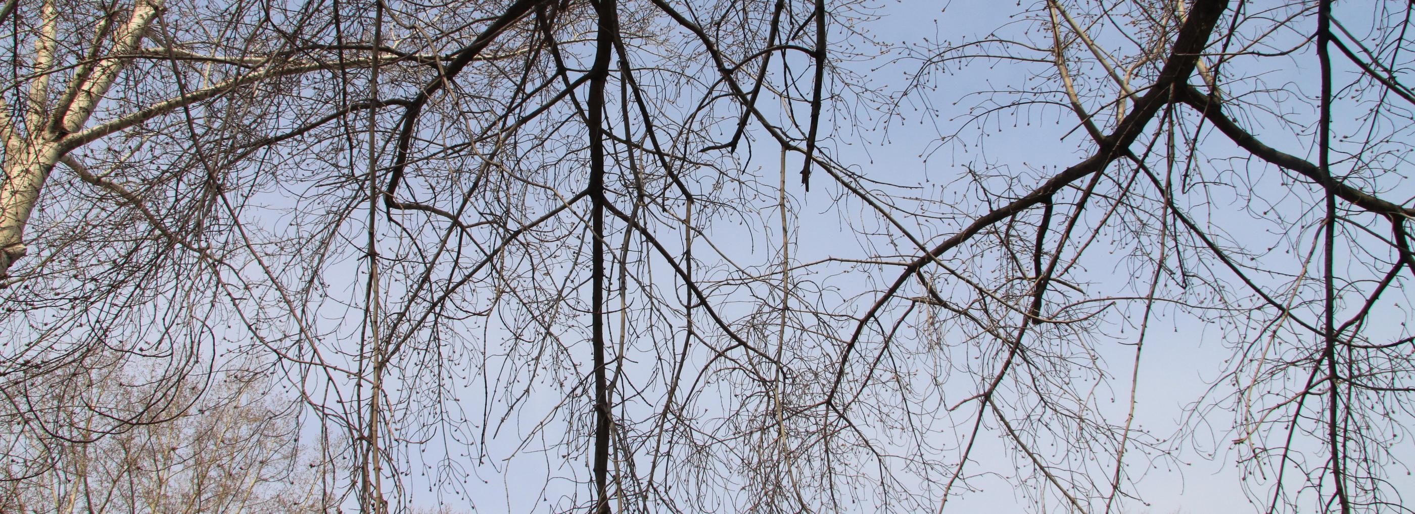 О похолодании и сильном ветре предупредили новосибирцев синоптики