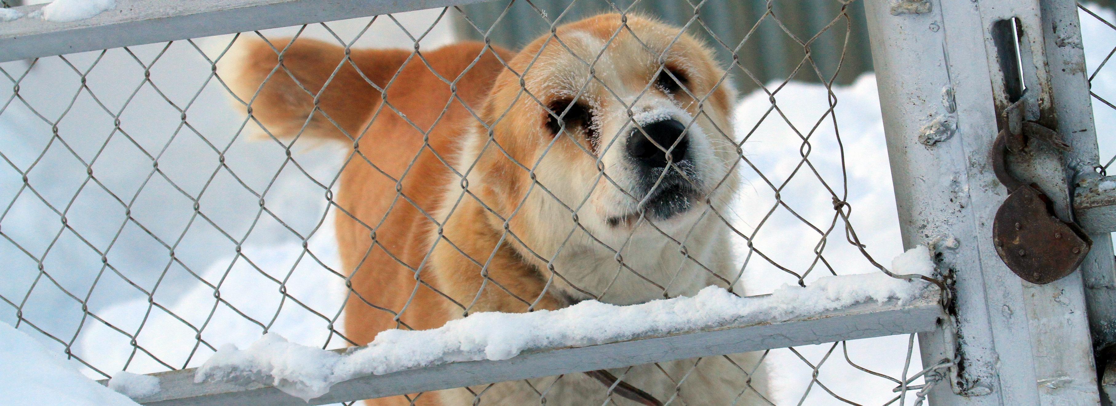 На 80% готов новый городской приют для собак в Новосибирске