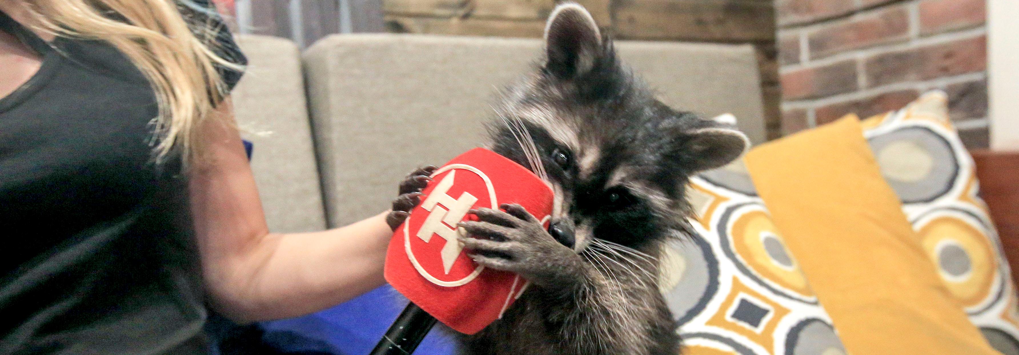 Милый зверь — 2019: лучшие портреты животных от «Новосибирских новостей»