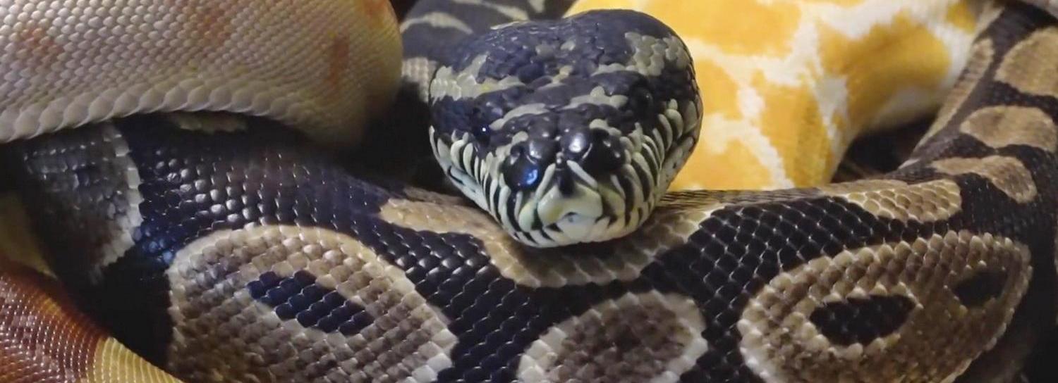 Чаще встречаться со змеями стали жители Новосибирской области