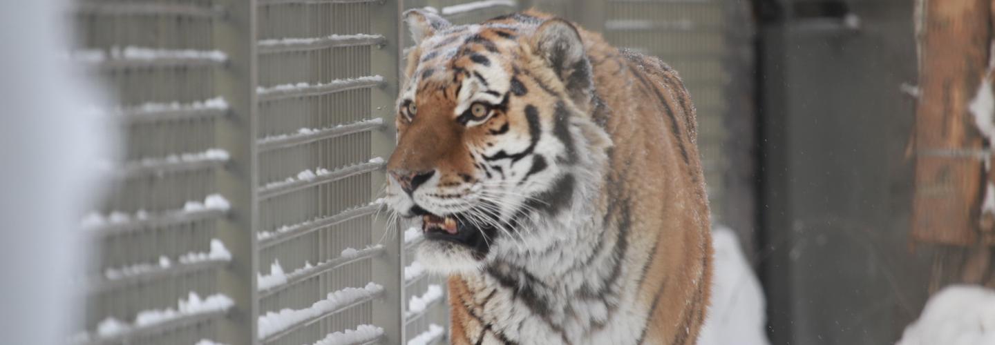 Хищник за стеклом: вольеры без решёток сделали в Новосибирском зоопарке