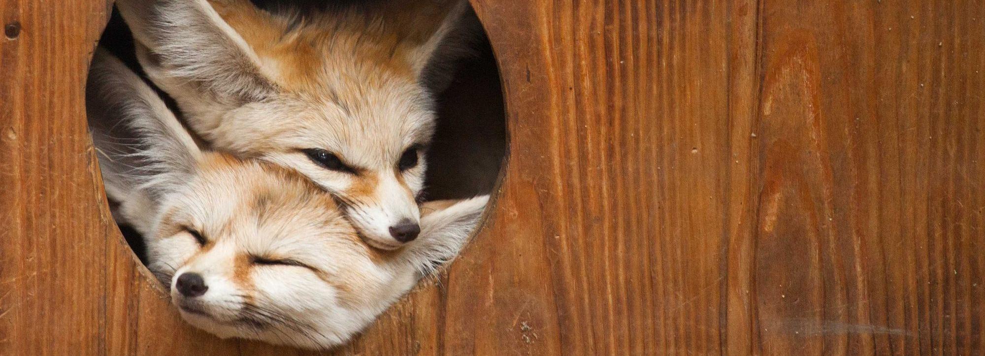 Новосибирский зоопарк объявил бесплатный вход для пенсионеров