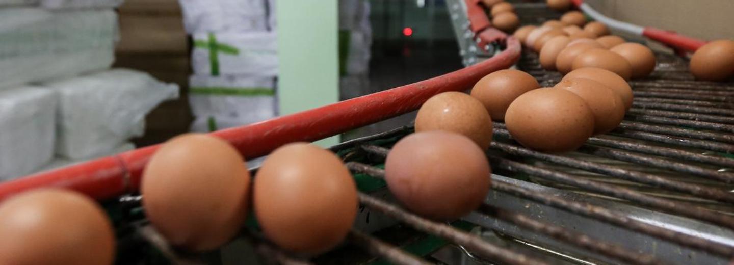 С птицефабриками договорились о стабилизации цен на яйца
