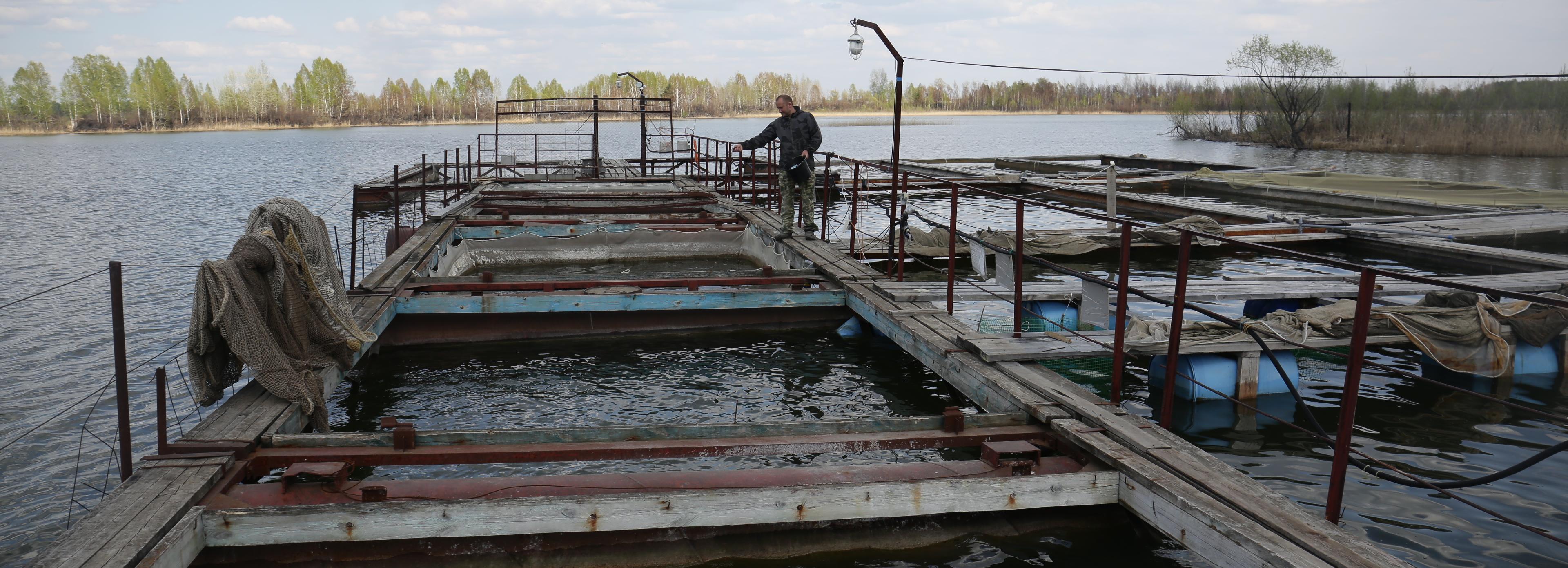 73 миллиона ценных мальков выпущено в водоёмы Новосибирской области