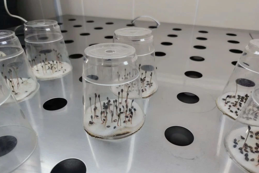 Рекордный запас семян сосен и елей создали в Новосибирской области