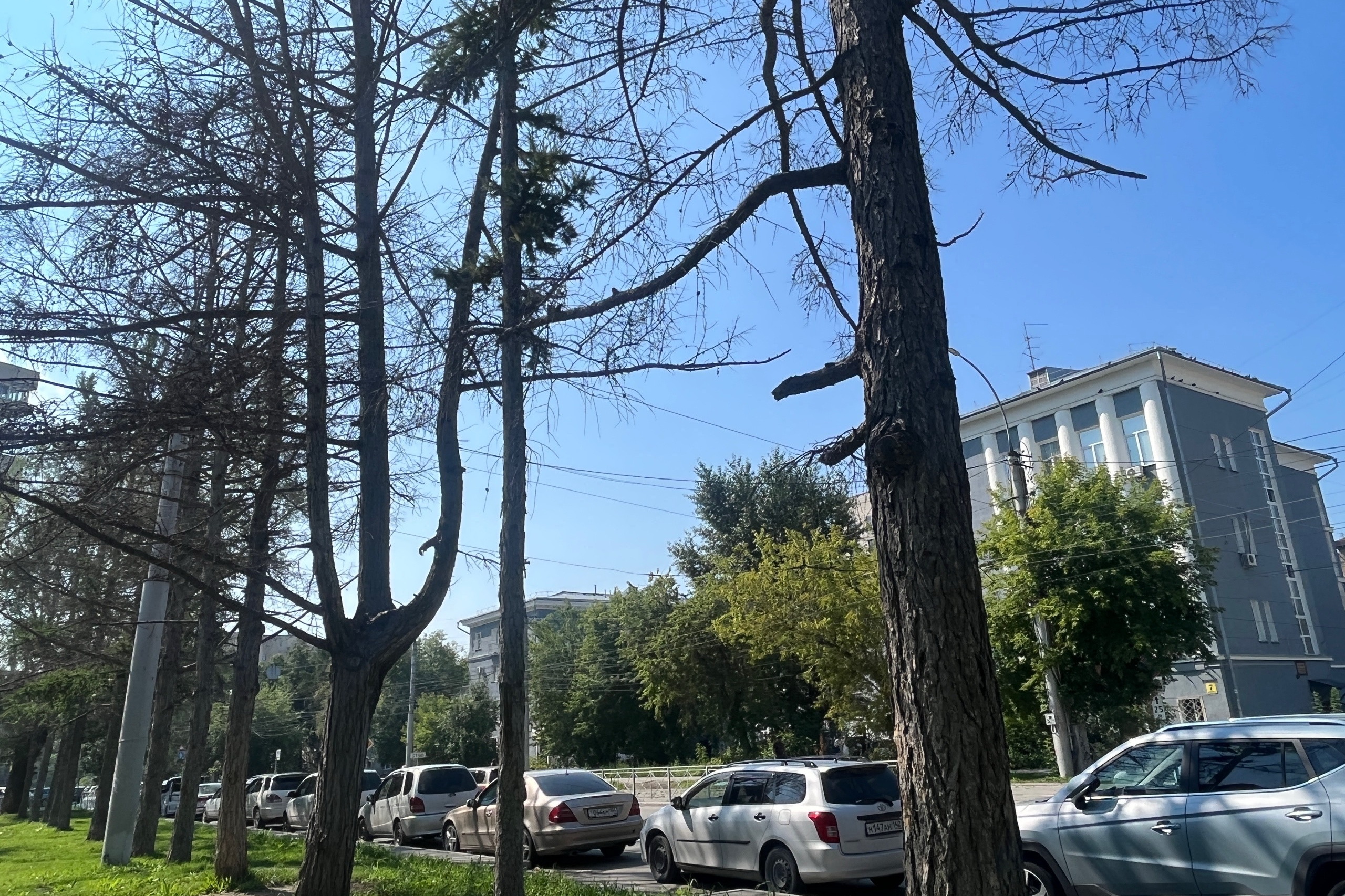 Погибшие лиственницы на Мичурина заменят новыми деревьями