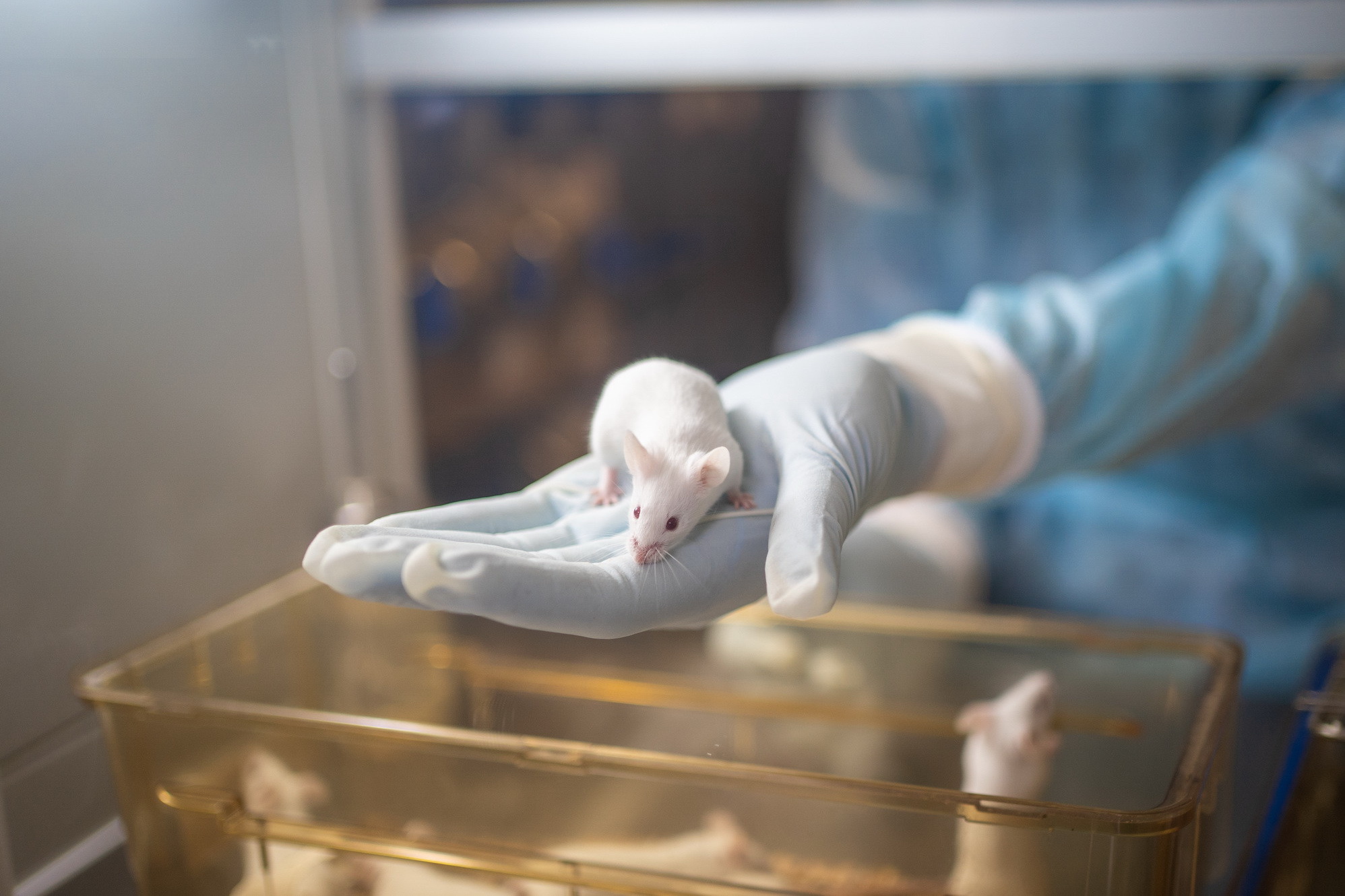 Безмикробные мыши поселились в новом новосибирском виварии