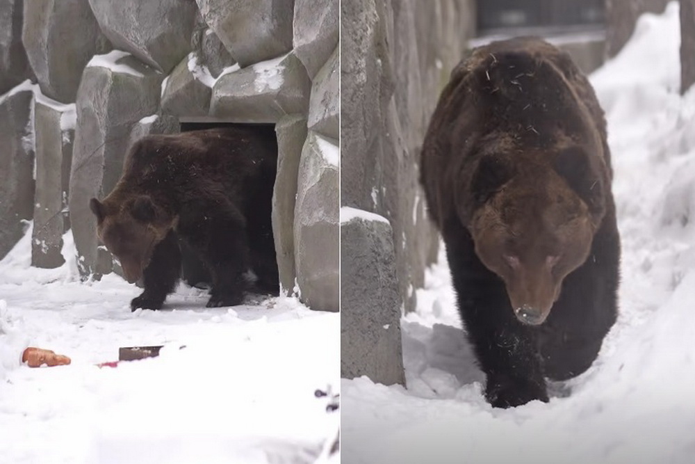 Бурые медведи Валя и Лёха вышли из зимней спячки в Новосибирском зоопарке