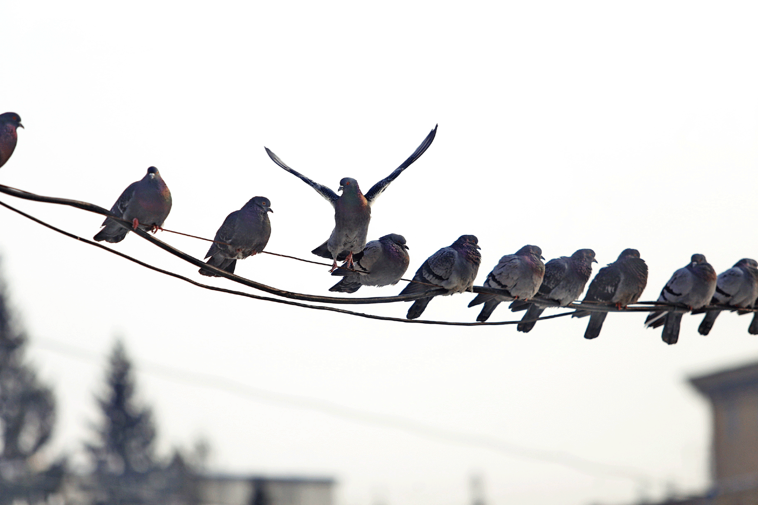 97% самовольных подвесов на ЛЭП узаконили в Новосибирской области