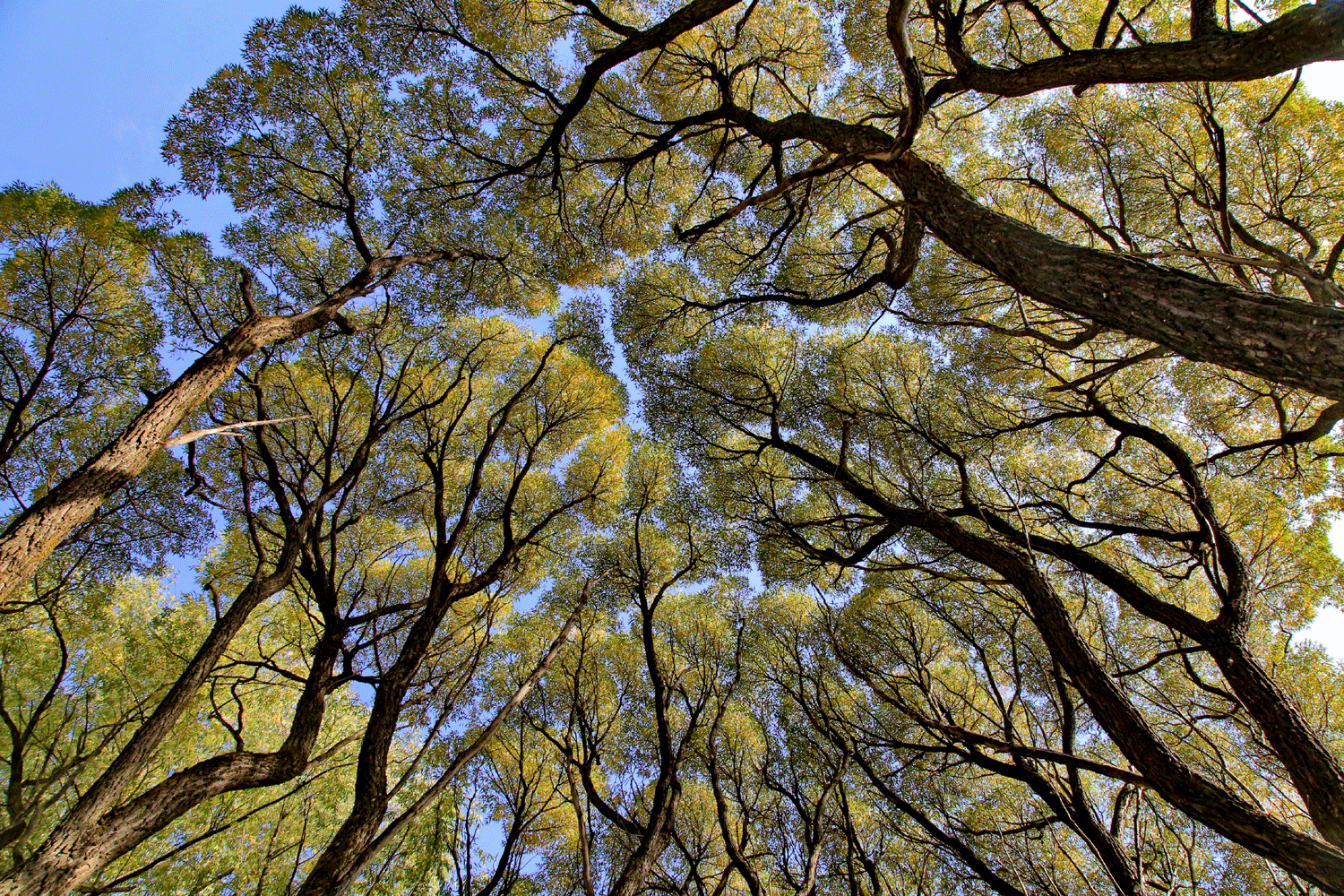 Казацких лошадей выгнали из ботсада в новосибирском Академгородке