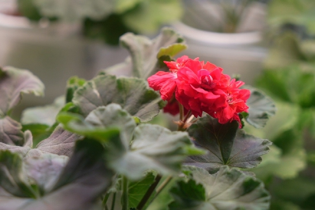 «Фата невесты» на лето: редкими цветами радует «Дачная академия»