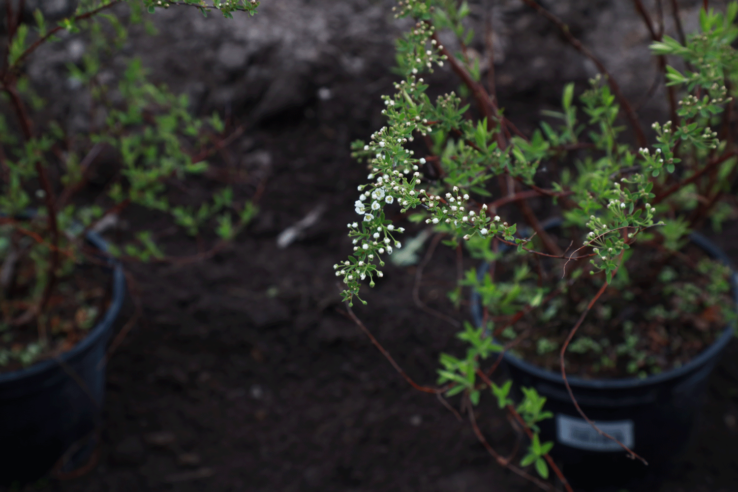 Акция «Сад памяти» пройдёт в 189 локациях Новосибирской области
