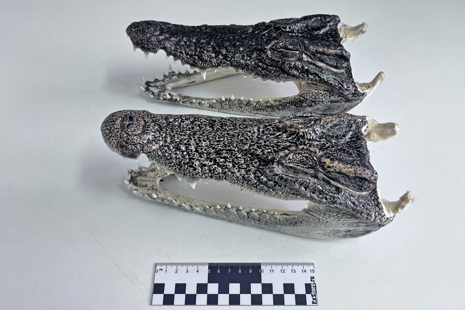 Туриста с головами крокодила остановили в новосибирском аэропорту