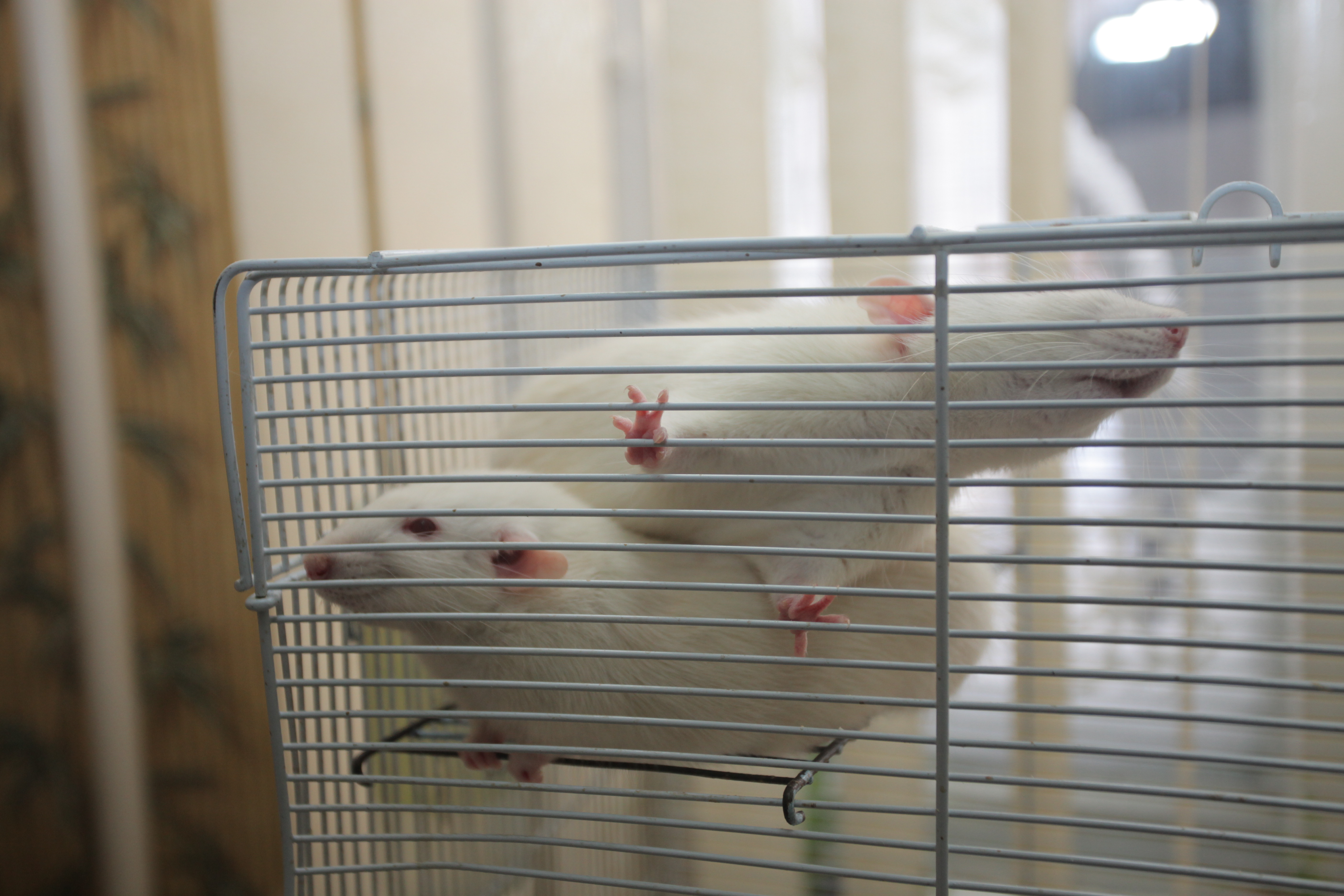 Услугу «Питомец на кресле» запустила авиакомпания «Победа»