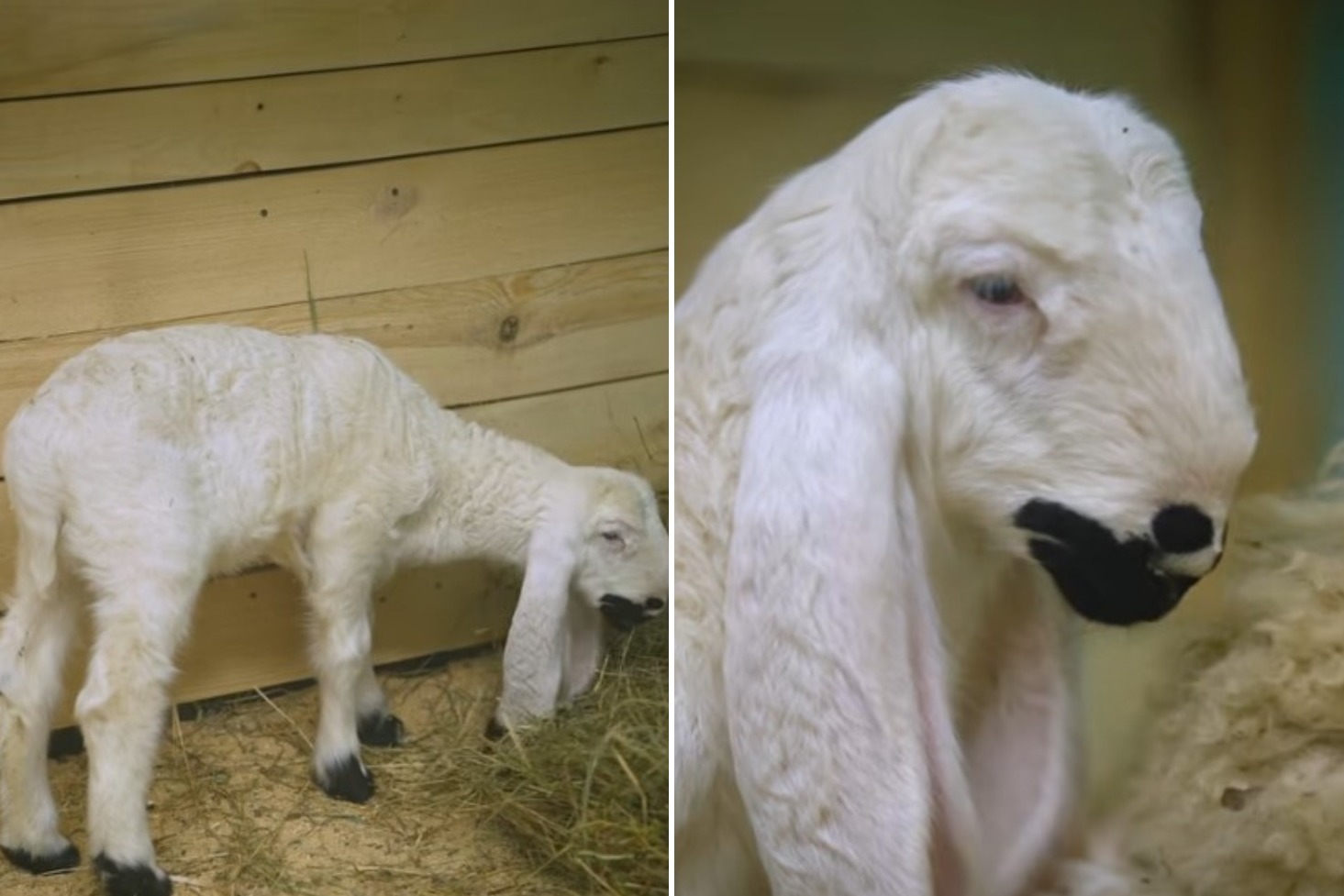 Длинноухий барашек Фаустин родился в новосибирском зоопарке: видео