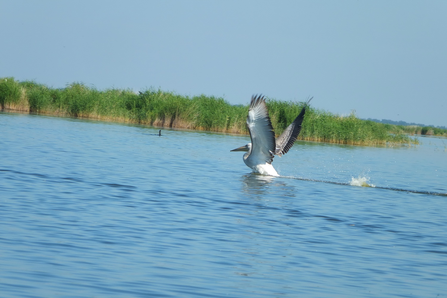 День орнитолога: где в Сибири можно встретить вымершую птицу