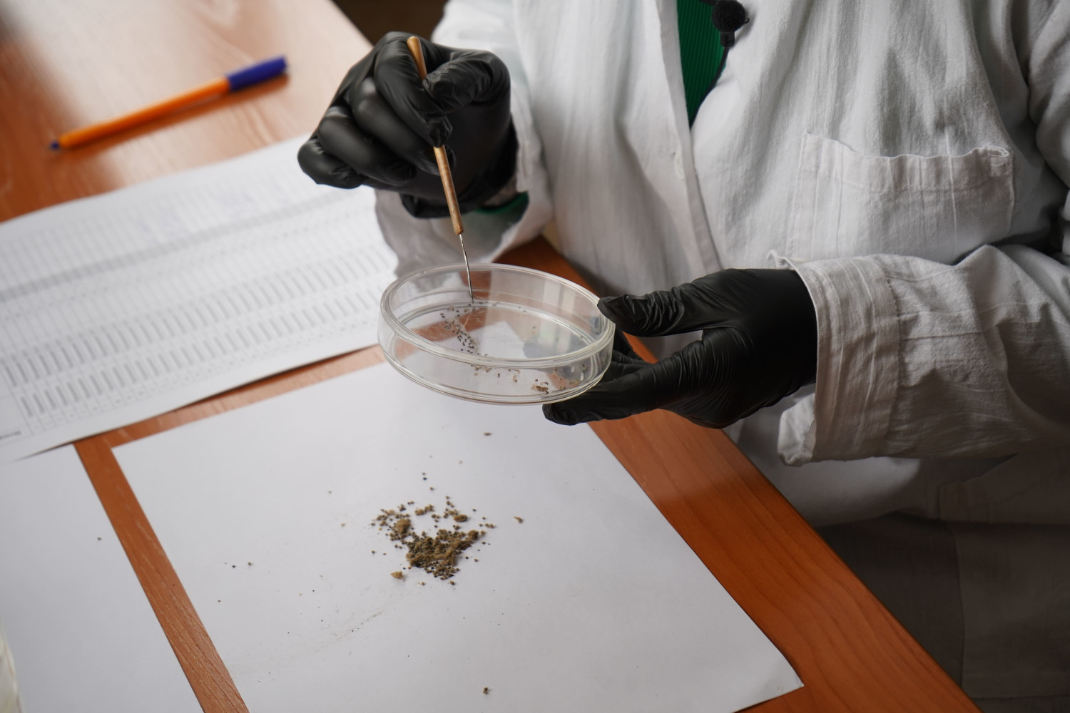 40 тысяч гектаров новосибирских лесов спасут от непарного шелкопряда