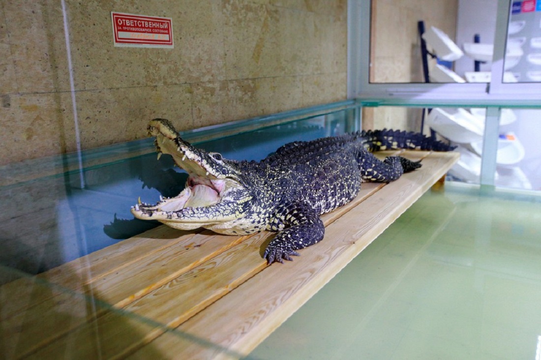 Крокодила Кузю из Новосибирска хотят отправить на историческую родину