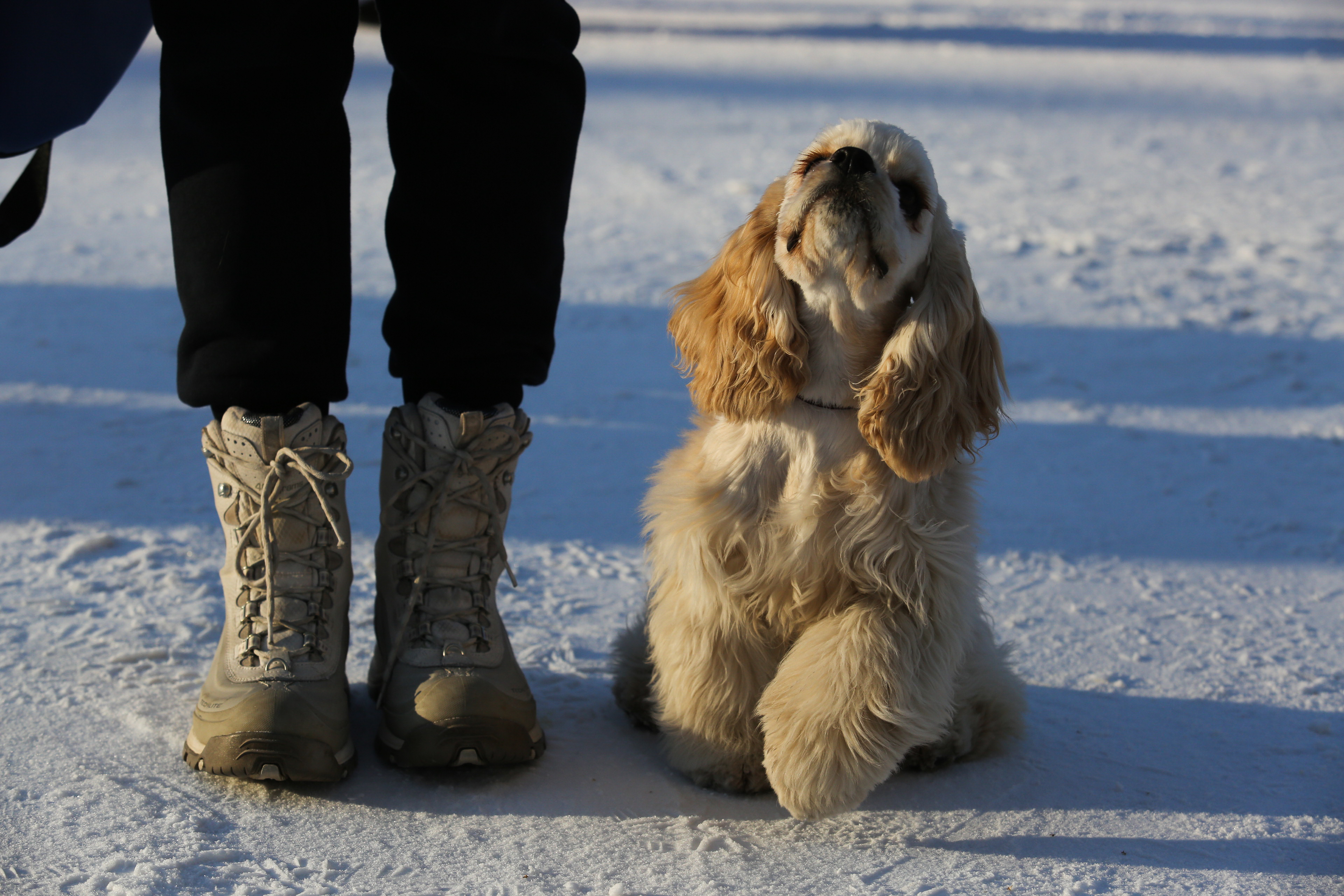 ГОСТ на площадки для выгула собак появится в Новосибирске с 1 апреля