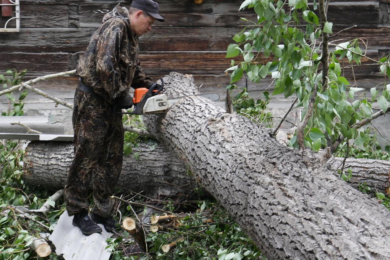 Что делать, если на вашу машину упало дерево
