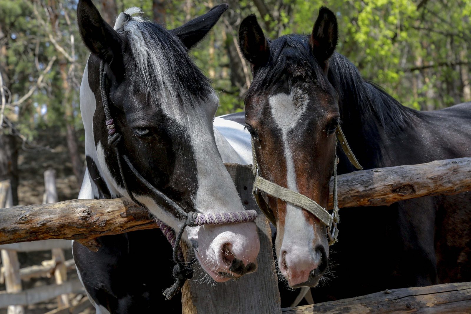 Популярный певец пожертвовал 100 тысяч новосибирскому приюту лошадей