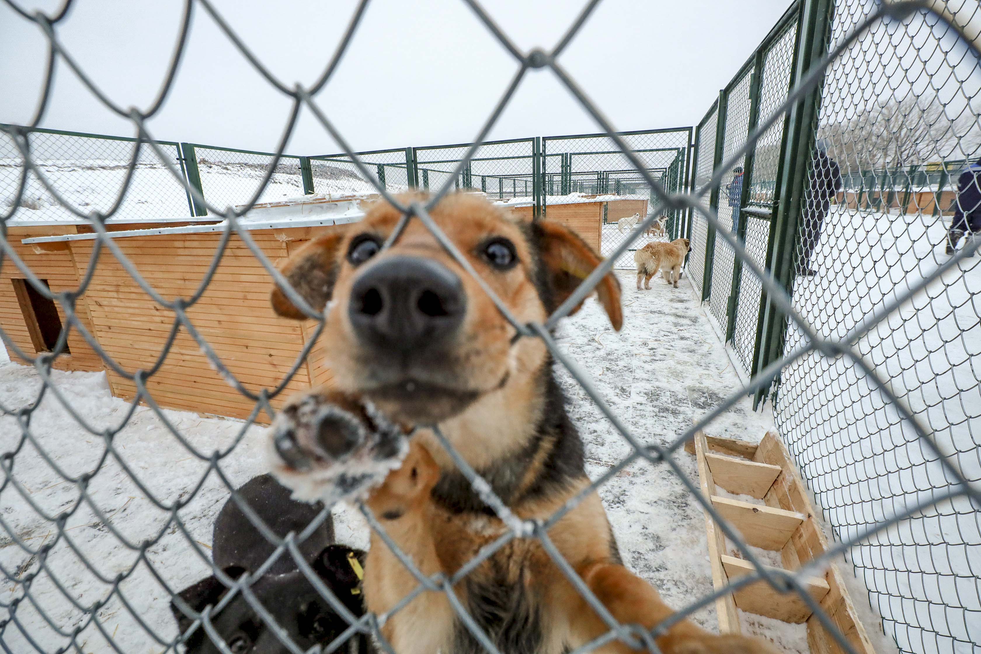 Единый реестр приютов для животных предлагают создать депутаты горсовета