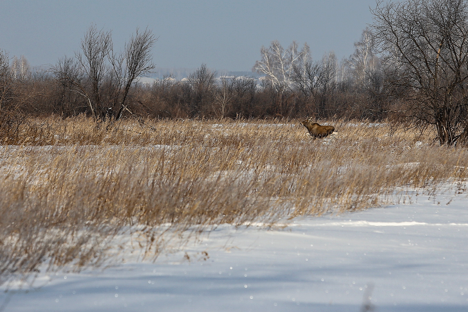 Больше сотни лосей и косуль погибли в ДТП за год в Новосибирской области