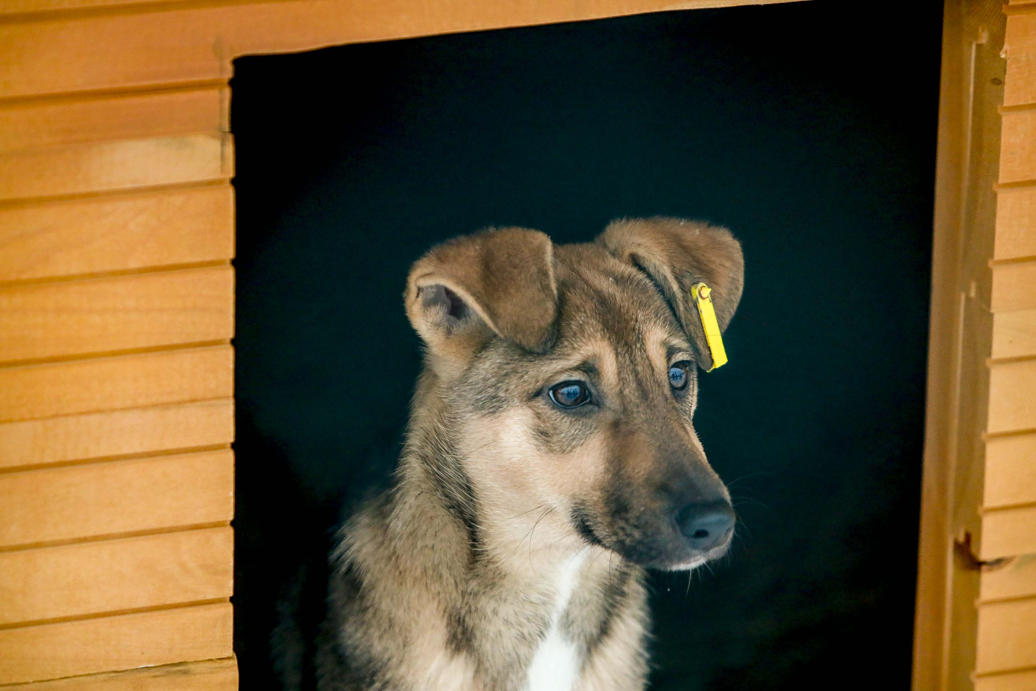 Им не место на улице: в новый приют на Малыгина заселили 21 собаку