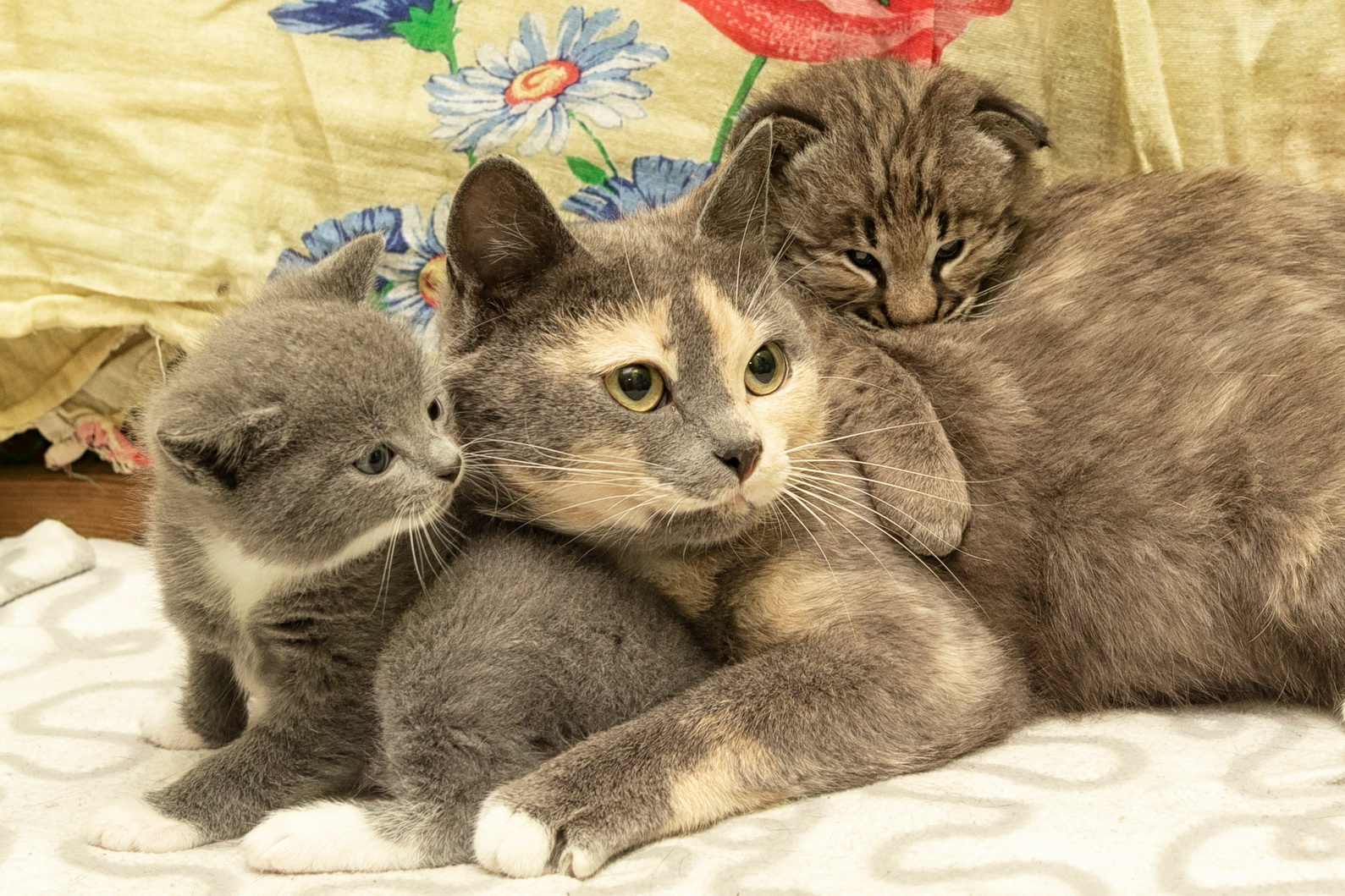 Вторая мама: как домашние кошки помогают выкармливать диких в зоопарке