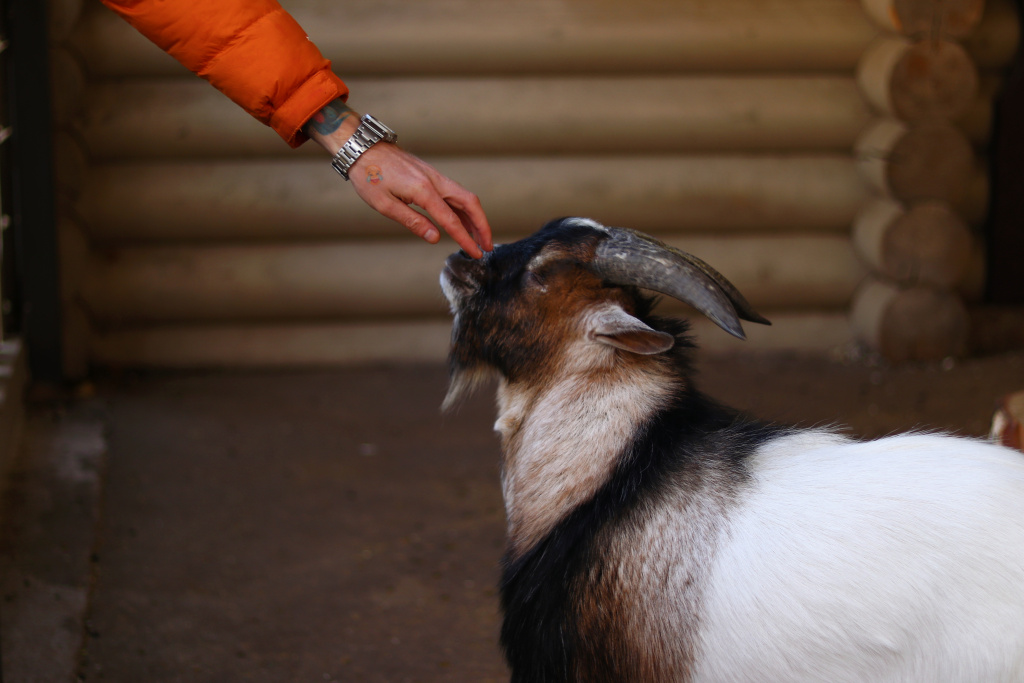 Развитию пострадавших от пастереллёза сёл уделят особое внимание