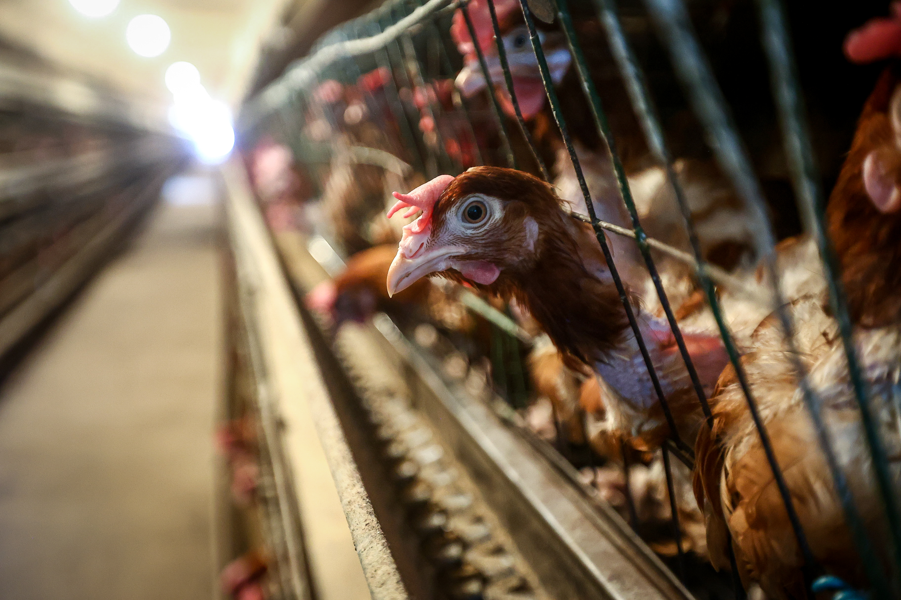 Вакцинация домашних птиц от гриппа пройдёт в Новосибирске с 18 по 21 мая