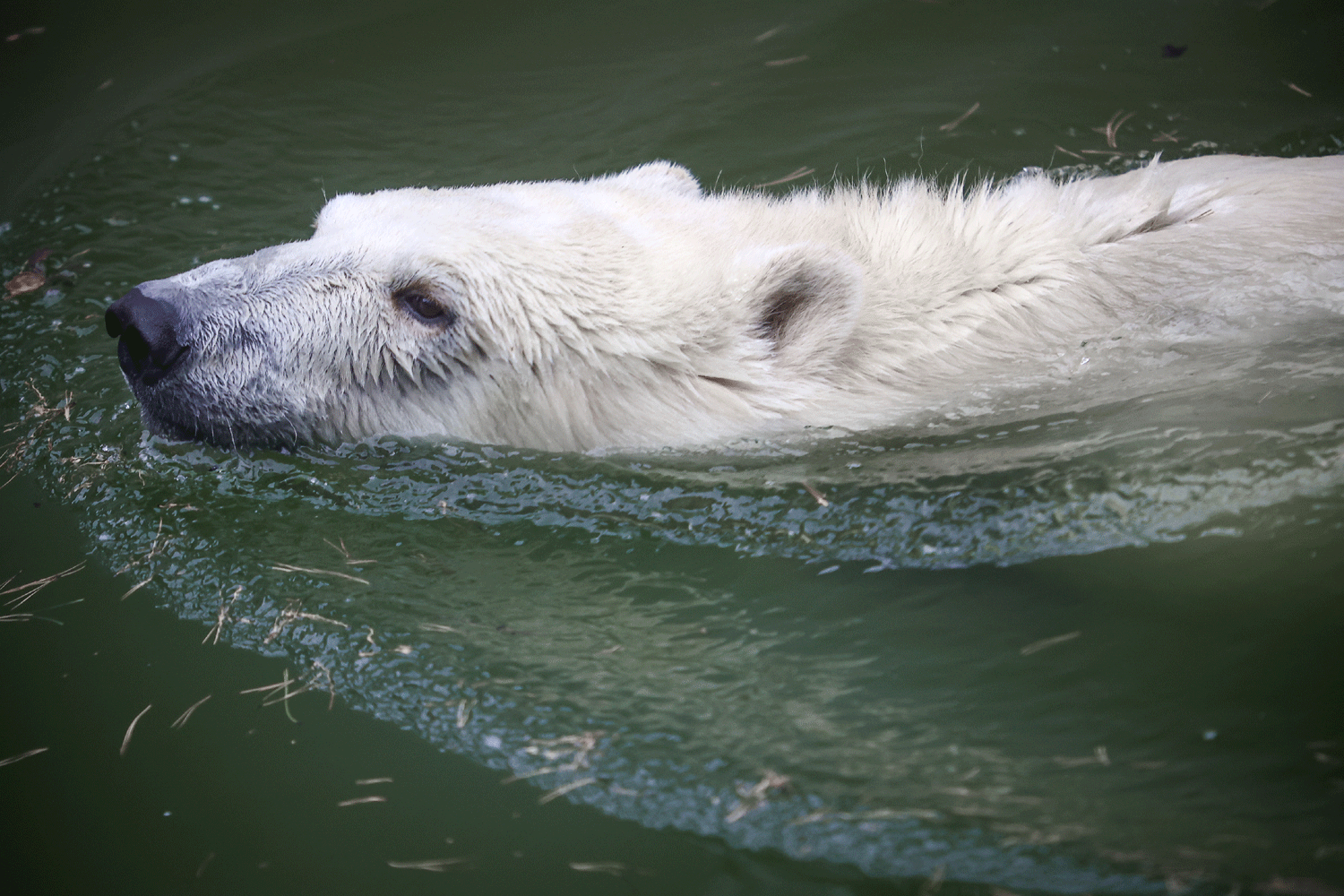 Новосибирский зоопарк продлил время работы ещё на час