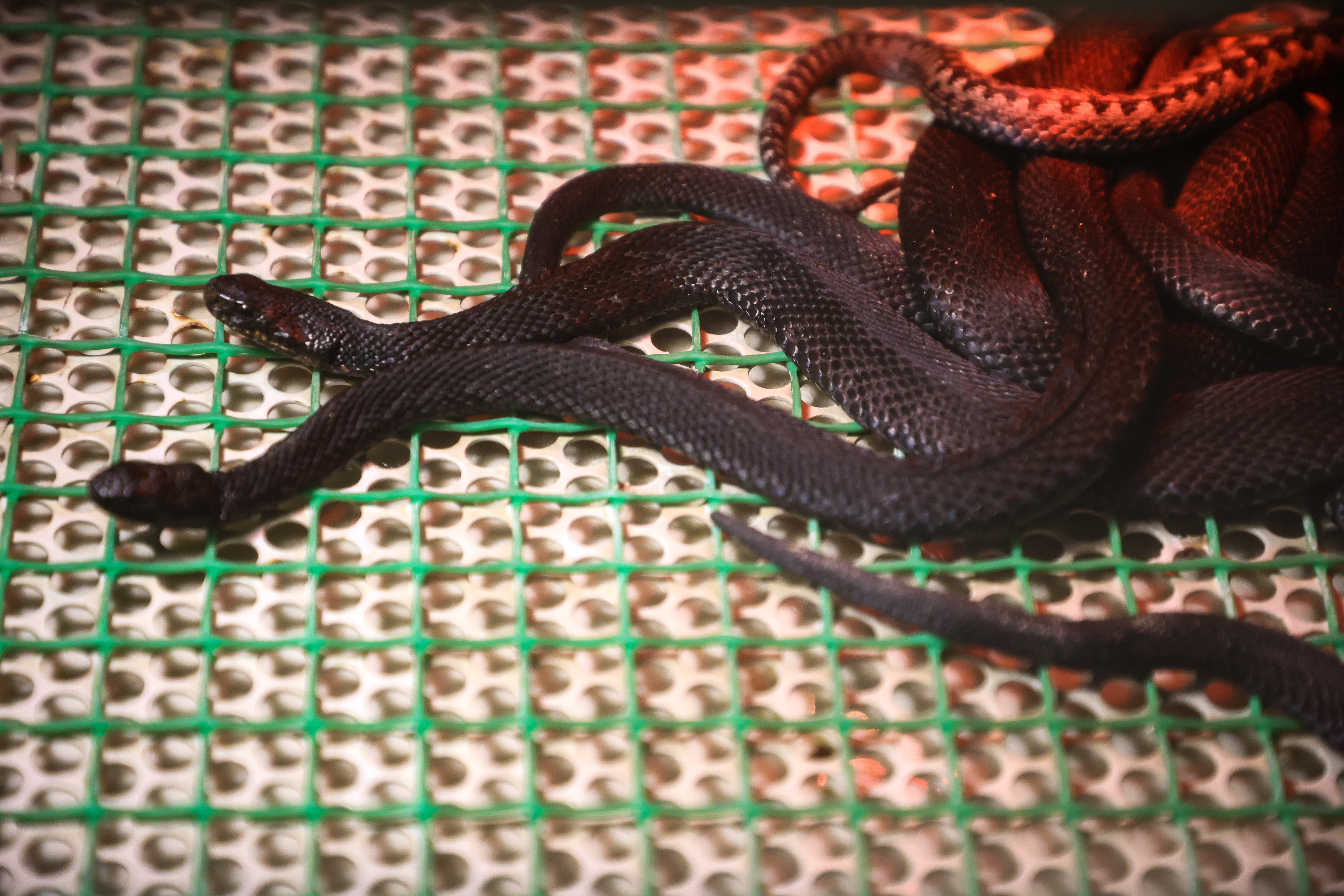 Если вы пропустили: дом с серпами, змеиное гнездо и шахматы Покрышкина