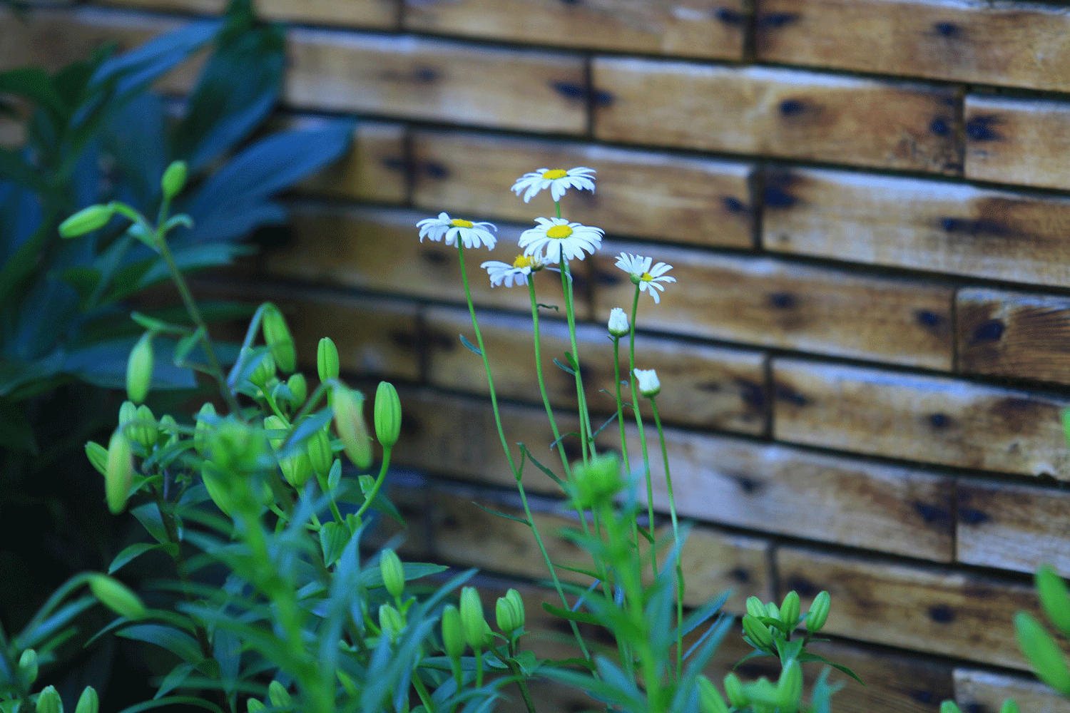 Дачные автобусы запускают 18 апреля в Новосибирске