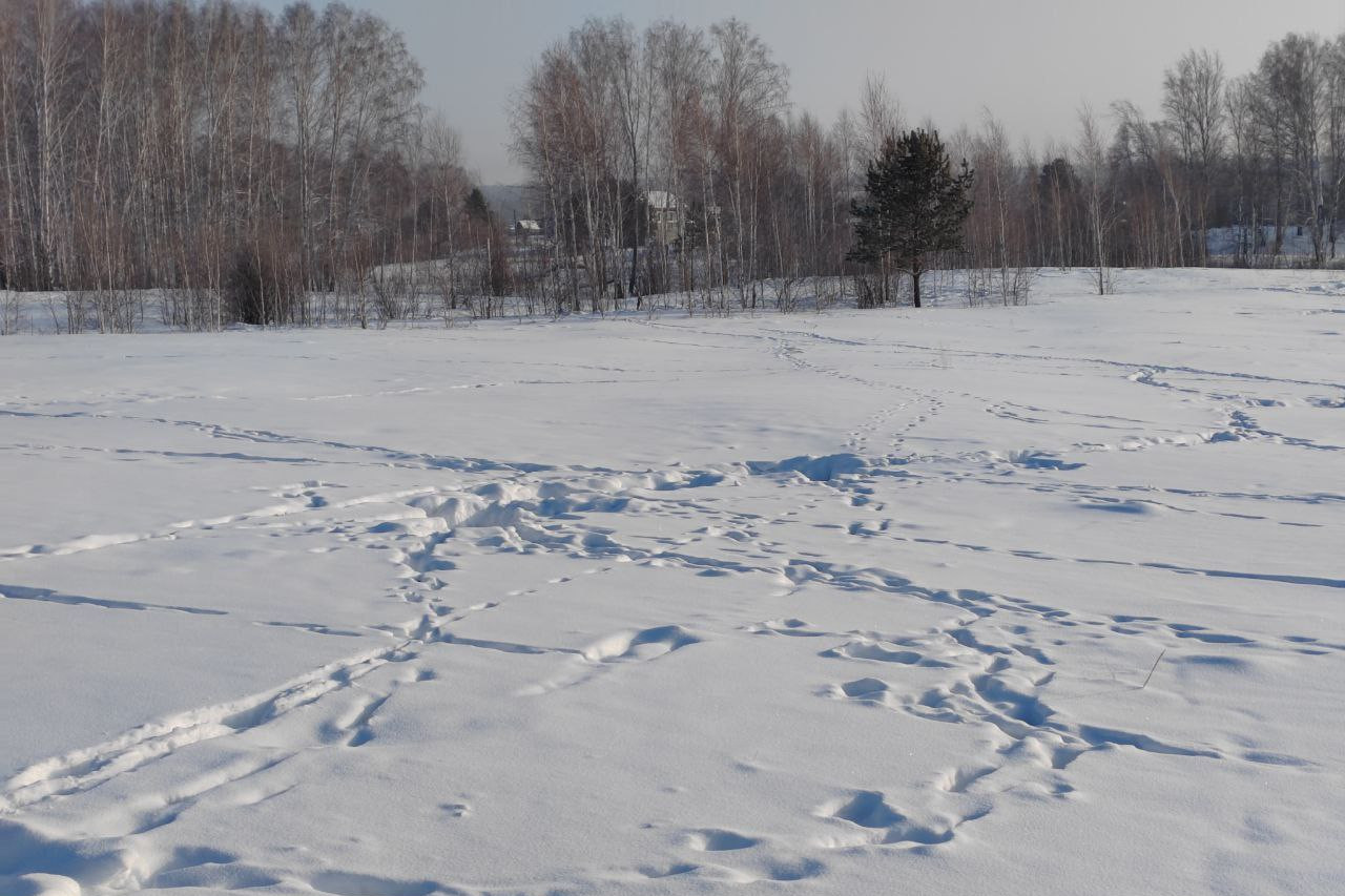 Искусственный интеллект пересчитает лосей в Новосибирской области