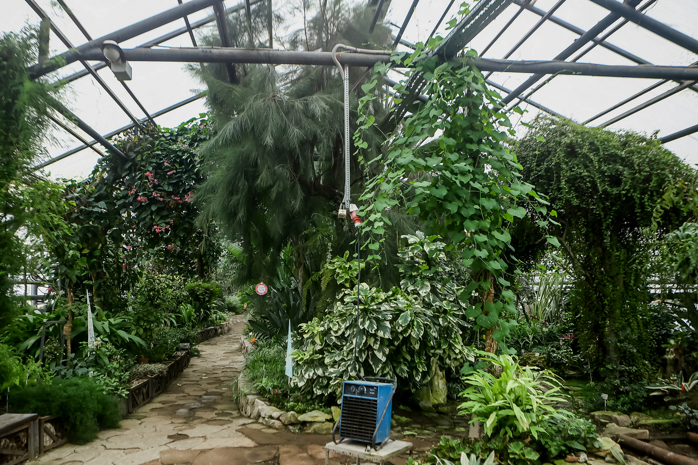 Кактус и падуб: какие новогодние растения можно встретить в новосибирском ботсаду